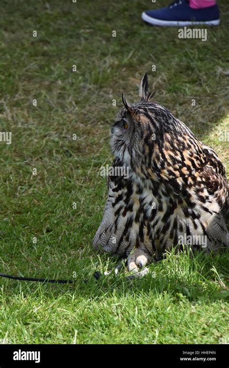 European Eagle Owl Stock Photo - Alamy