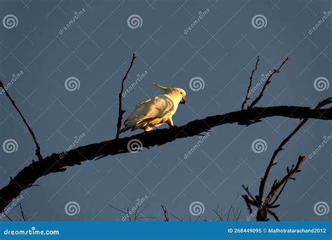 Sulphur Crested Cockatoo Cacatua Galerita Perching On The Branch Of A