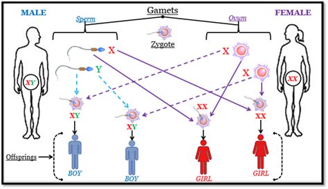 What Are The Chromosomes Xy And Xx Known As Tutorix