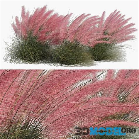 3D Model Muhlenbergia Capillaris Pink Muhly Grass 04