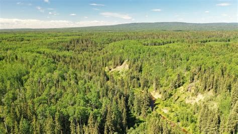 forest   variety  tree species     fighting
