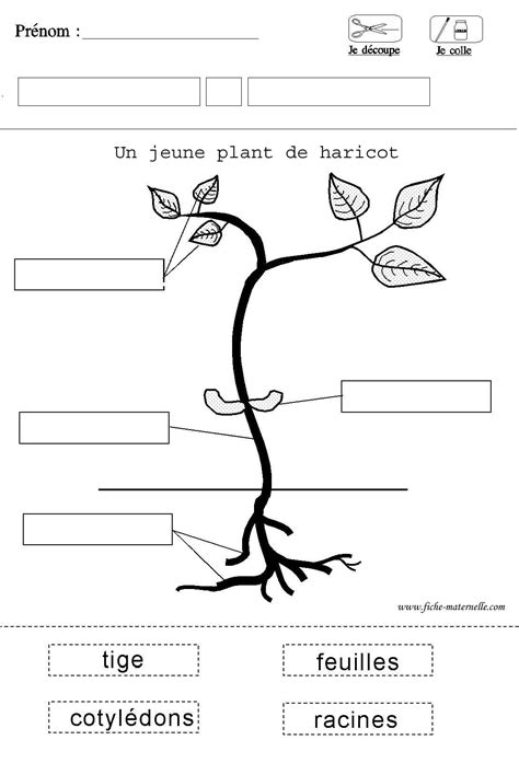 fiche sur le haricot