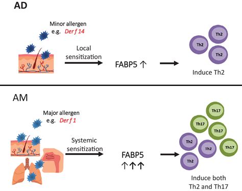 Fabp5 As A Possible Biomarker In Atopic March Fabp5 Induced Th17