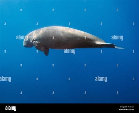 Dugongs Fotos Und Bildmaterial In Hoher Aufl Sung Alamy