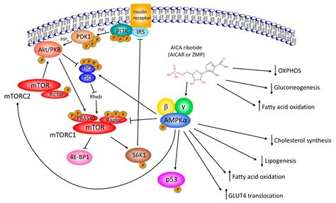 Cells Free Full Text Aicar A Widely Used Ampk Activator With