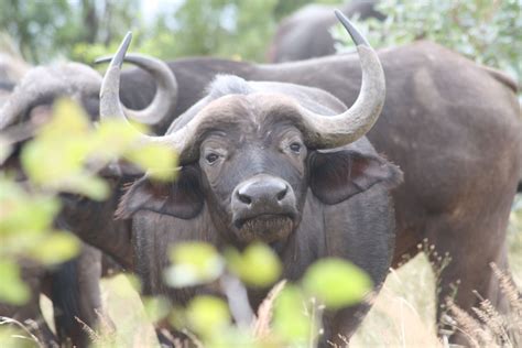 Africa Buffalo At Kruger National Park