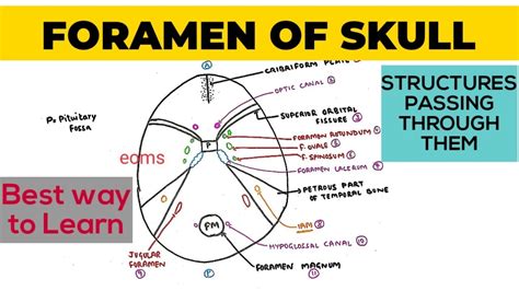 Foramen Of Skull Structures Passing Through Them Neuroanatomy Youtube