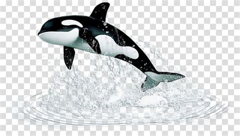 whale jumping   water transparent background png clipart hiclipart