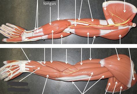 Muscles Of Upper Limb Diagram Quizlet