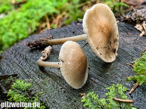 Rosabl Ttriger Helmling Mycena Galericulata