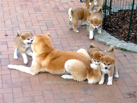 Akita Welpen Fotos Akita und Shiba Inu Züchter Sachsen