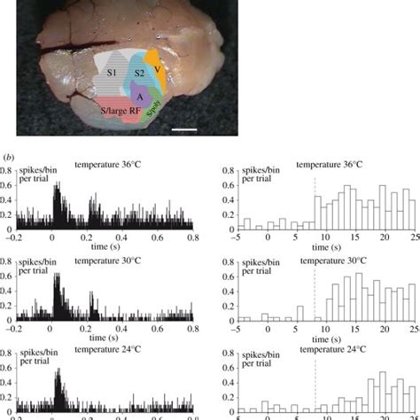 The Etruscan shrew and its vibrissal system. (a) An Etruscan shrew and ...