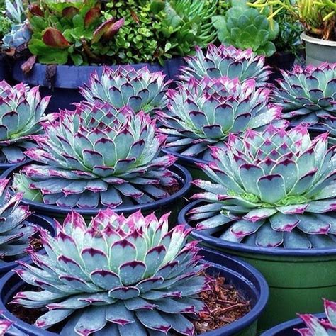 Pink Mixed Succulent Seeds 100seeds Pack Etsy