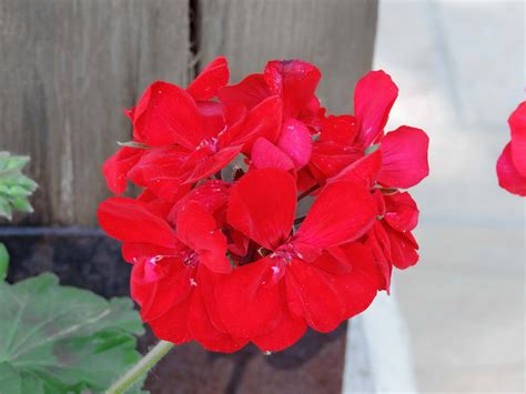 Free picture: petal, geranium, flower, summer, herb, plant, nature