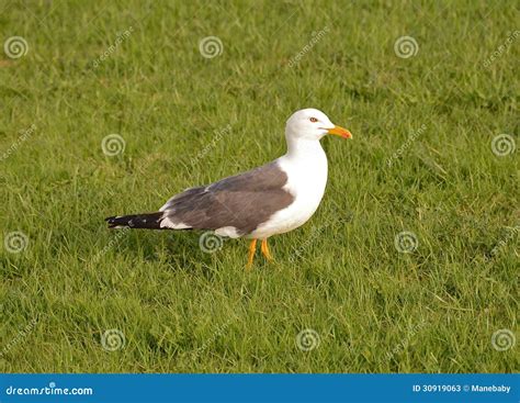 The gull Larus fuscus stock image. Image of fuscus, larus - 30919063