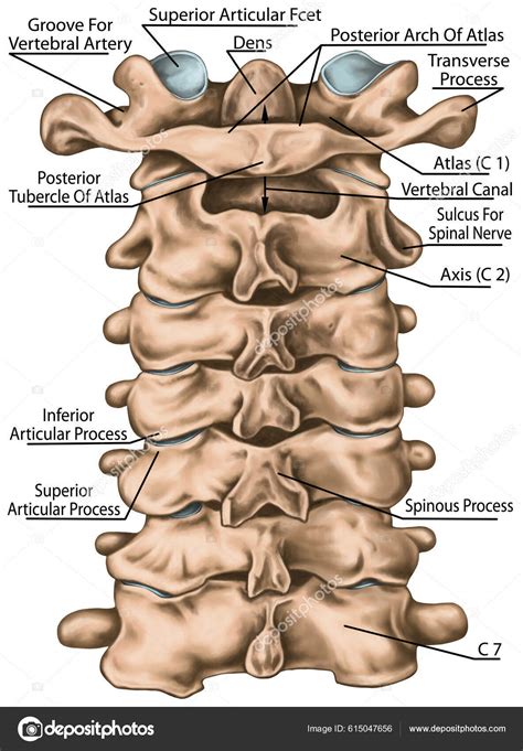 Axis Vertebrae Anatomy