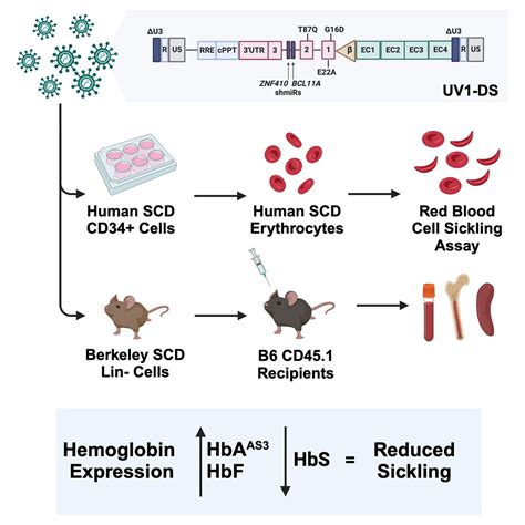 A Novel High Titer Bifunctional Lentiviral Vector For Autologous