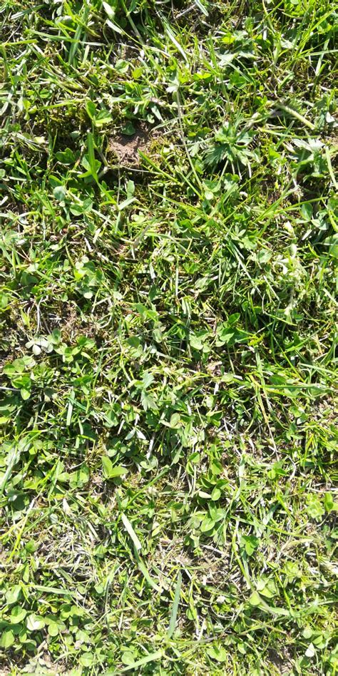 Managing White Clover Ahdb