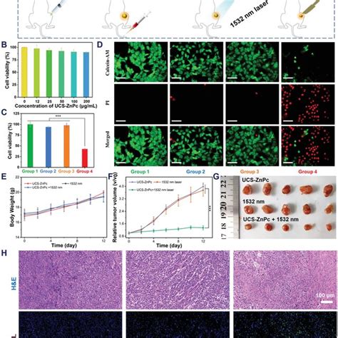 A Schematic Presentation Of Nir‐ii Light Triggered Pdt In