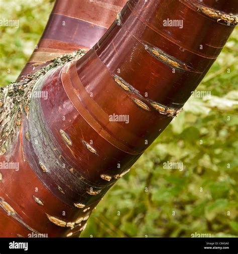 Coloured Bark Hi Res Stock Photography And Images Alamy