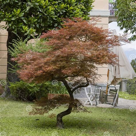 Japanese Maple Acer Palmatum Dissectum With Red Foliage Stock Image Image Of Season Orange