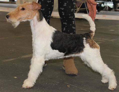 Chien Fox Terrier Poil Dur Margaretta De Vallauris Des Astucieux