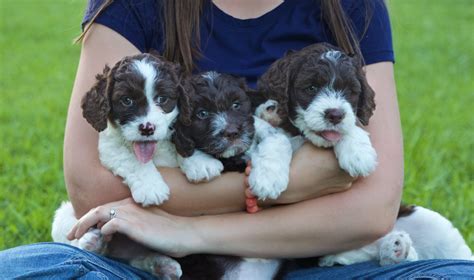 Crockett Doodles - Family Raised Doodle Puppies for Sale