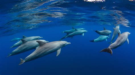 Bing Image Welt Delfin Tag Bing Wallpaper Gallery