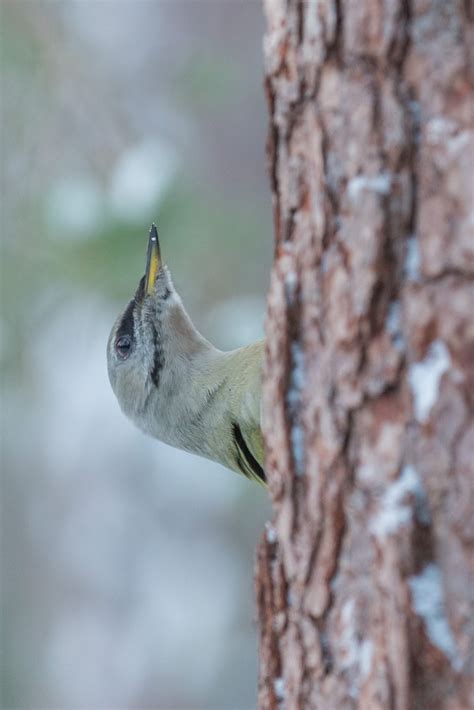 Siberian jay – Amazing Nature Scandinavia