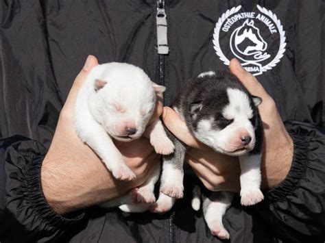 À réserver 6 chiots Huskies de Sibérie LOF de novembre 2023 Petite