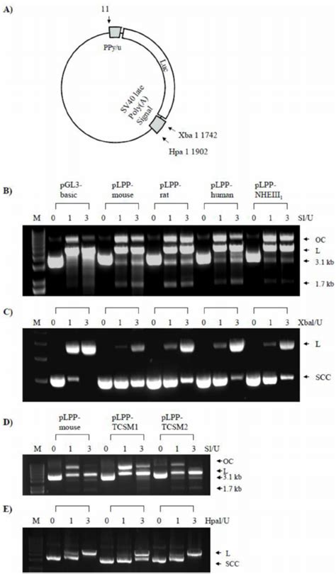 Enzymatic Analyses Of Conformational Differences A Schematic