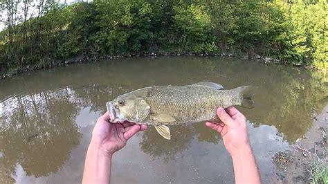 Solid Smallmouth Bass At Big Creek 08192012 Youtube