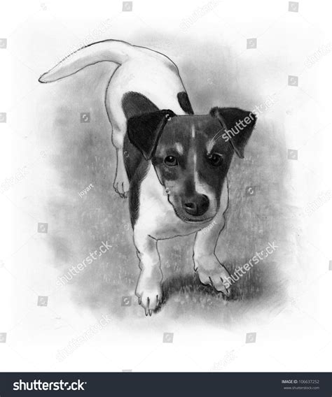 Pencil Drawing Jack Russell Terrier Puppy Stock Illustration 106637252