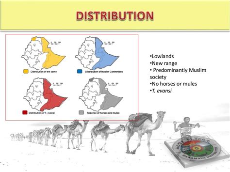 The origin of camel and camel breeds in Ethiopia