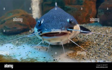catfish   ocean aquarium fish   ocean   aquarium