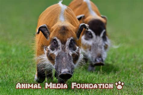 8 Interesting Facts About Red River Hog! - Animal Media Foundation