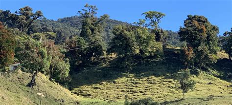 Los Angeles de Paso Llano Street Walk, Heredia, Costa Rica - 7 Reviews