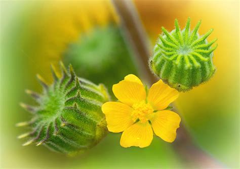 Weed In Sunflower Field Photograph By Carolyn Derstine Pixels