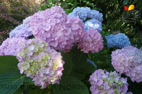 Купить Гортензия крупнолистная Hydrangea macrophylla - в питомнике Флорини