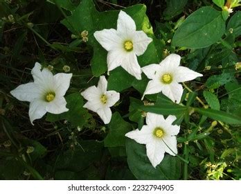 Closeup View Flower Coccinia Grandis Common Stock Photo 2232794905 ...