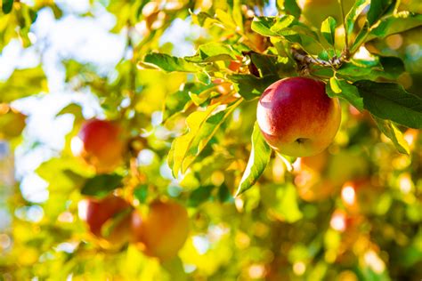 Cerca de 60 productores de frutales y frutos de cáscara de Euskadi