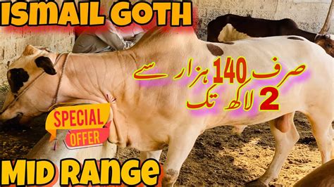 Ismail Goth Qurbani 2024 Ki Sasti Mandi Cow Mandi Cattle Rates