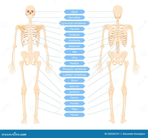 Diagramma Illustrazione Vettoriale Del Sistema Di Scheletro Umano