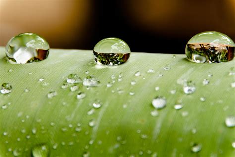 Water beads and water droplets settled on green leaves with white skin
