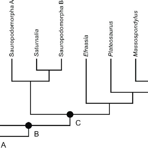 (PDF) Should the terms ‘basal taxon’ and ‘transitional taxon’ be extinguished from cladistic ...