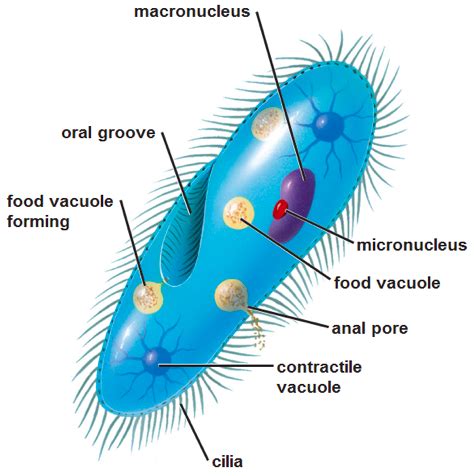 Chapter 28 Protists Flashcards Quizlet