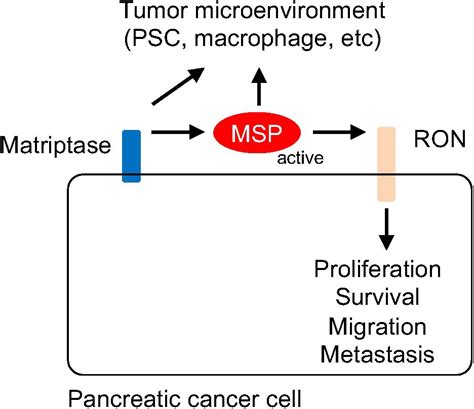 Frontiers Msp Ron Signaling Is Activated In The Transition From