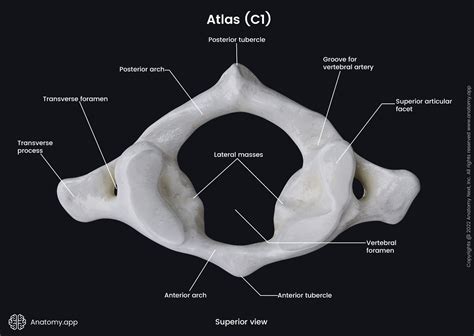 Atlas Vertebrae Anatomy