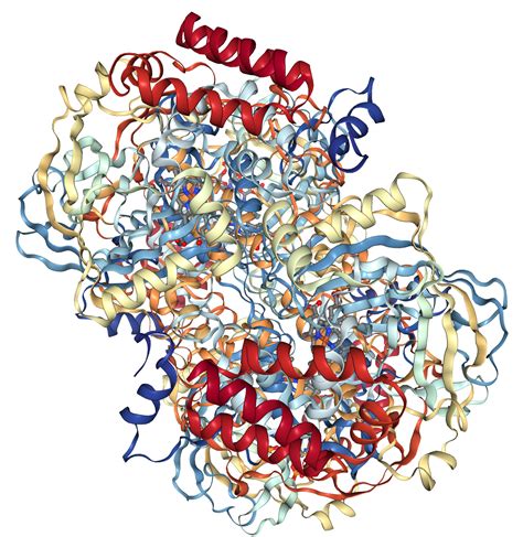 Catalase Structure