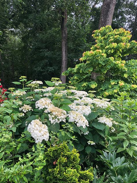 All About Gardening With Native Smooth Hydrangeas Horticulture